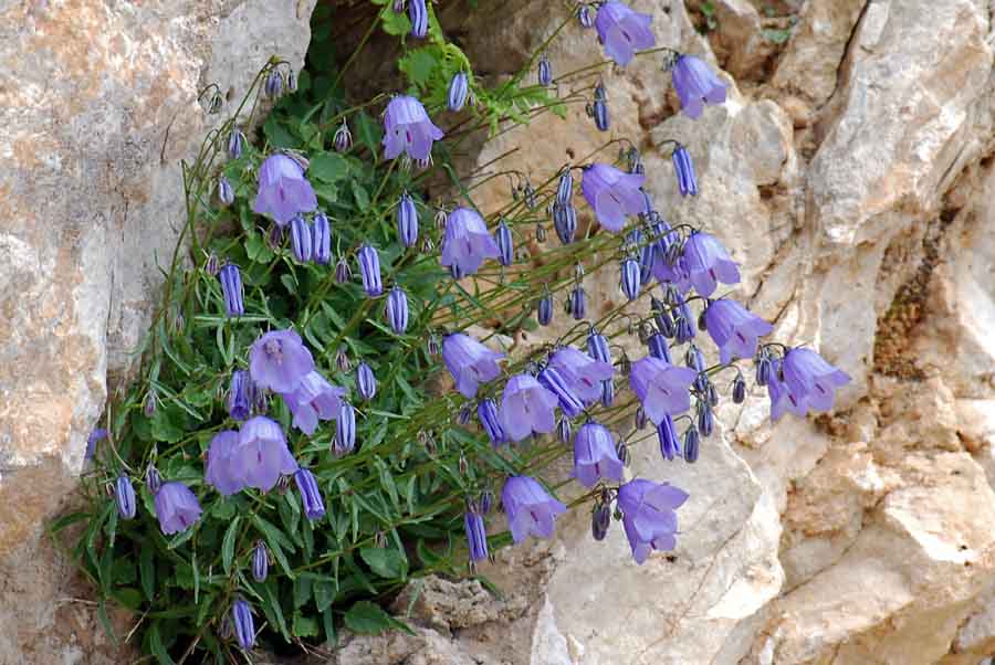 Campanula cochleariifolia / Campanula a foglie di coclearia